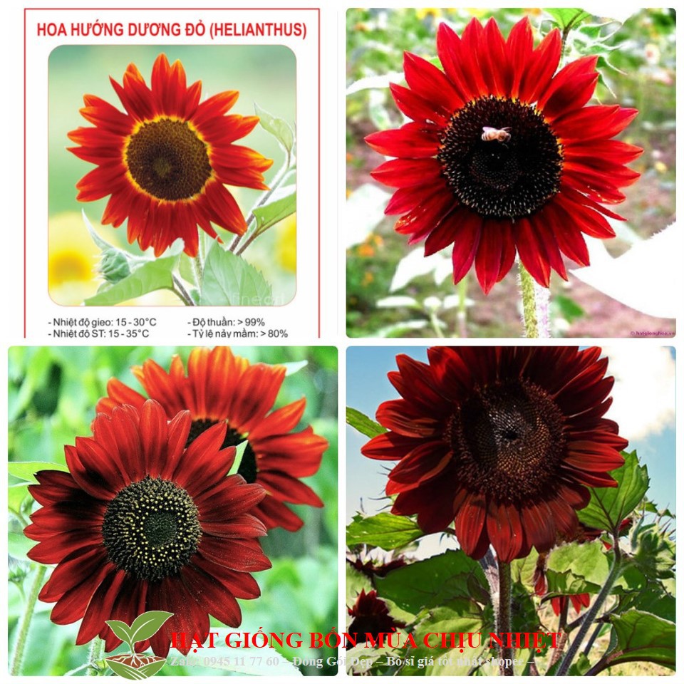 HG2A GÓI 10 HẠT GIỐNG HOA HƯỚNG DƯƠNG ĐỎ