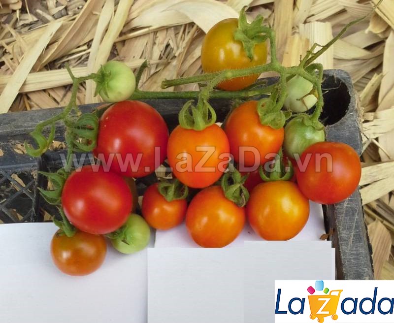 30h Hạt Giống Cà Chua Cherry F1 TG43 Bốn Mùa (A3.201| B42*M180)