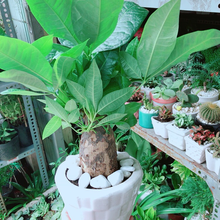 Chậu kim ngân chân voi