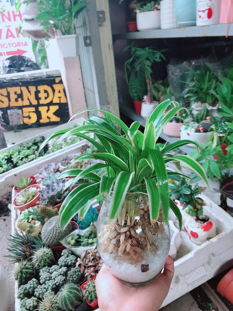 Chậu Lan Chi Thuỷ Sinh