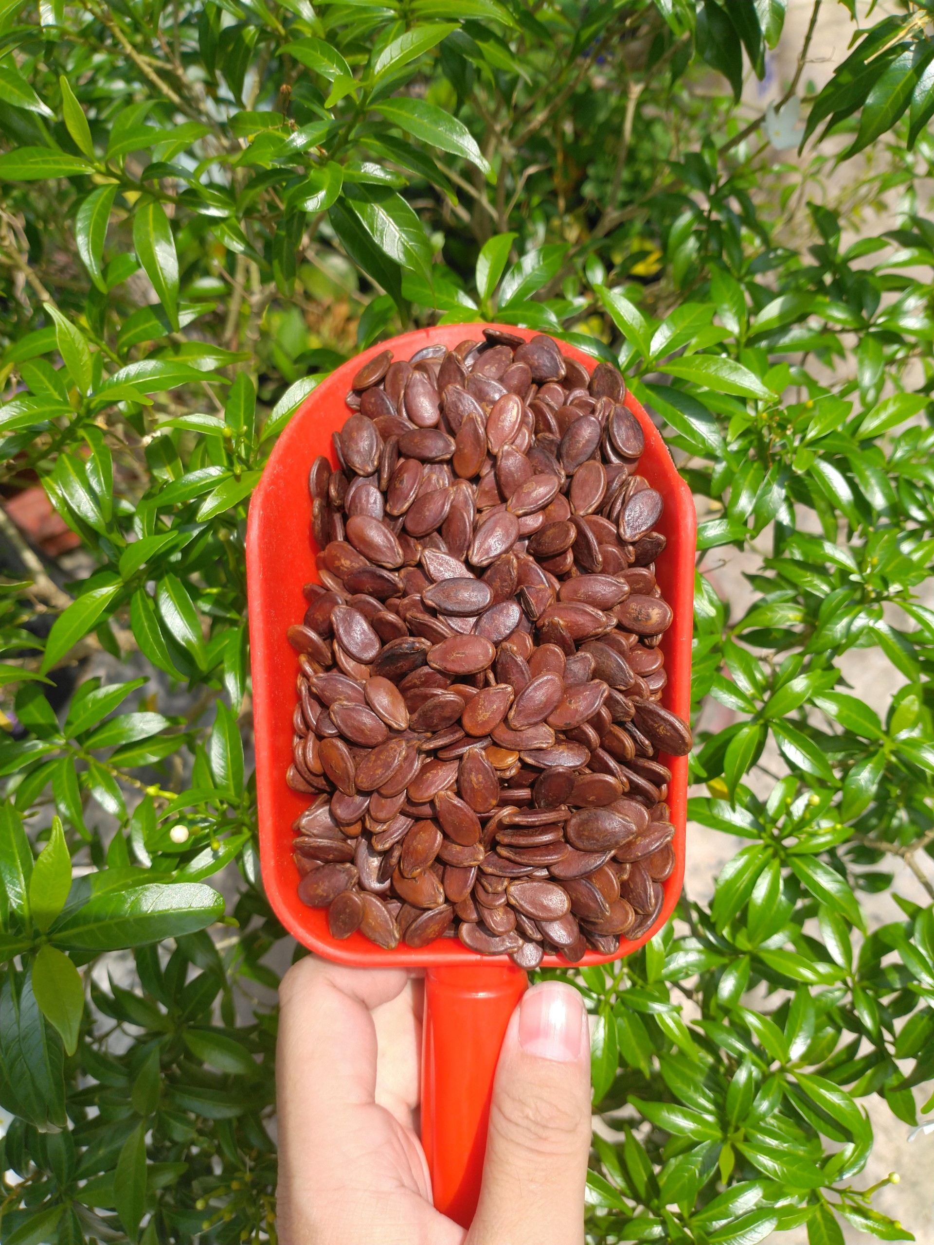 Hạt dưa rang mộc 500g