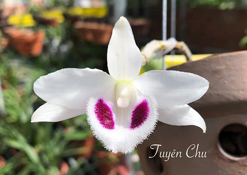 Phi điệp đột biến 5 CT BẠCH TUYẾT