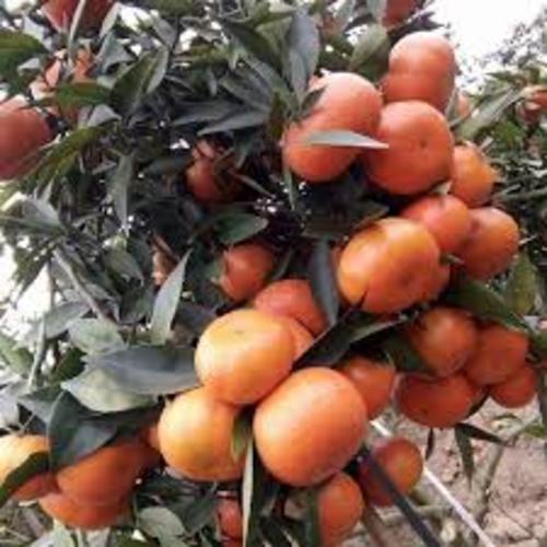 Cam đường canh siêu quả, ngọt mát - cây giống chuẩn f1