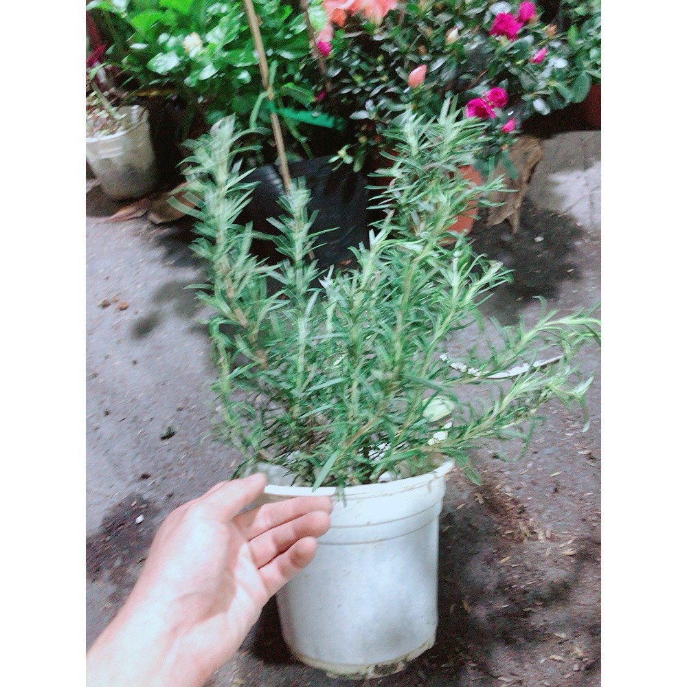 Cây Hương Thảo