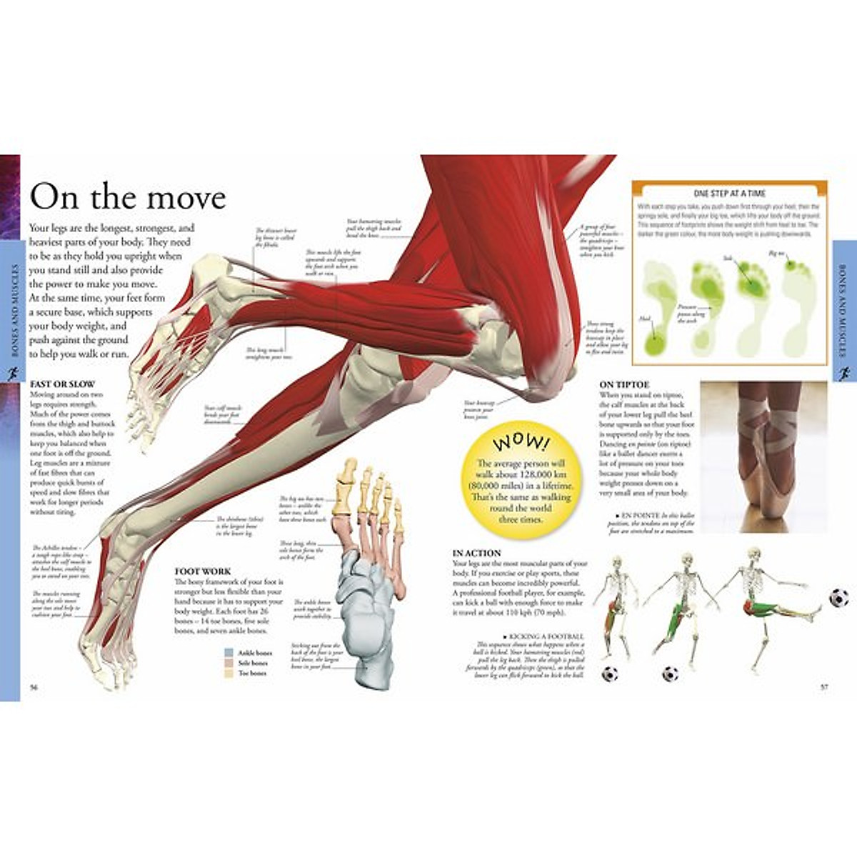 Human Body A Children’s Encyclopedia