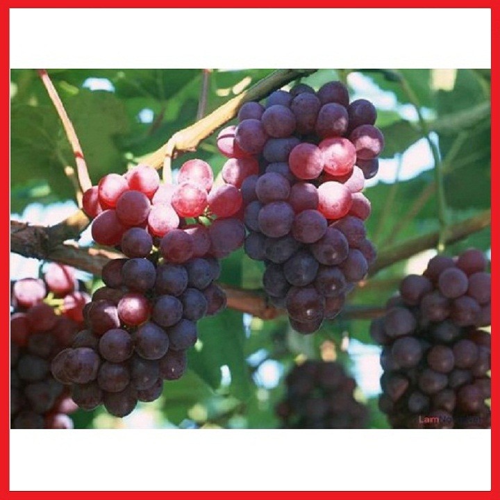 2 cây giống nho Ninh Thuận - C015