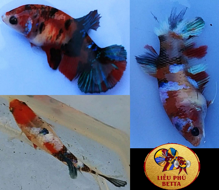 BETTA KOI NEMO mái