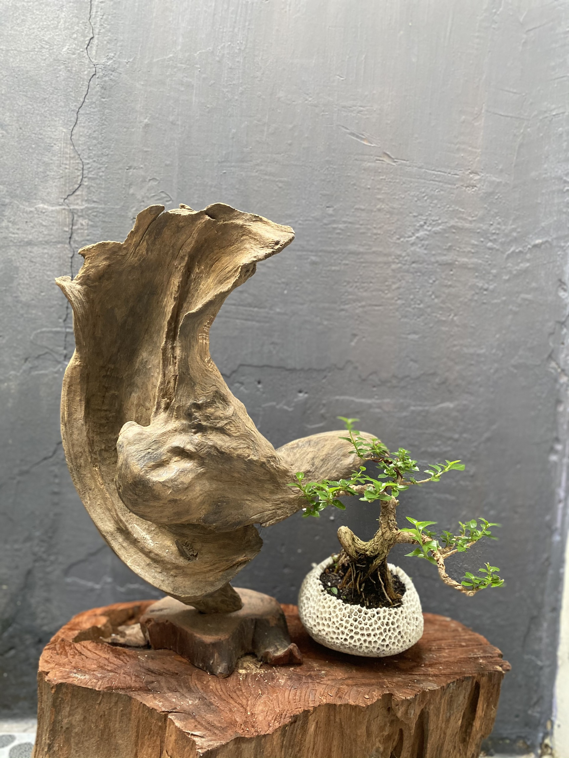 Gỗ Lũa Trang Trí Để Bàn (Dáng Chim Ưng)