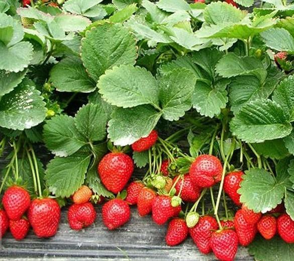 Hạt giống DÂU TÂY ĐỎ 100 HẠT