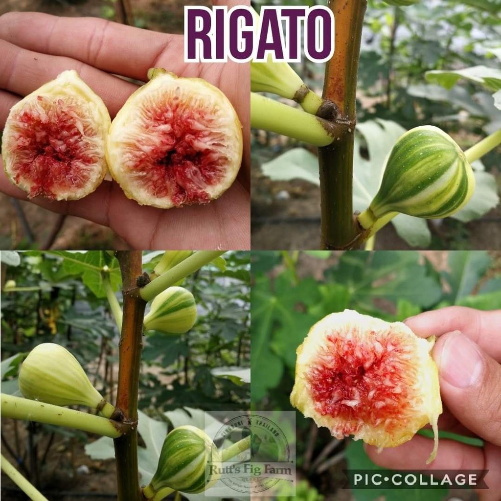 Cây sung mỹ trái vằn