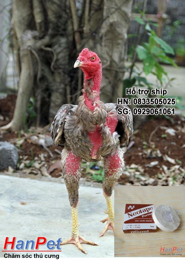 HN-(Thu ốc GÀ CHỌI) băng dính cuốn cựa gà chọi, băng keo quấn cựa gà đá (Kích thước 1,25cm dài 9m)-  MADEIN T