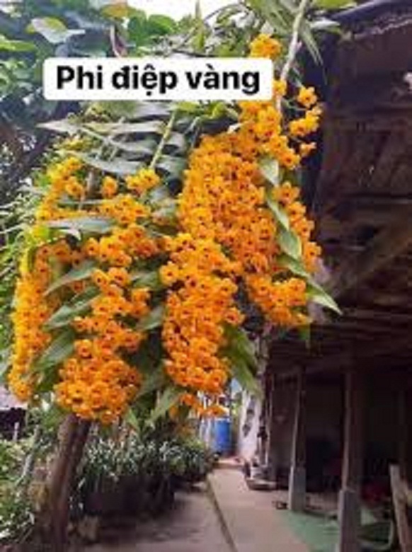 1 bó lan phi điệp vàng rừng tây bắc siêu to