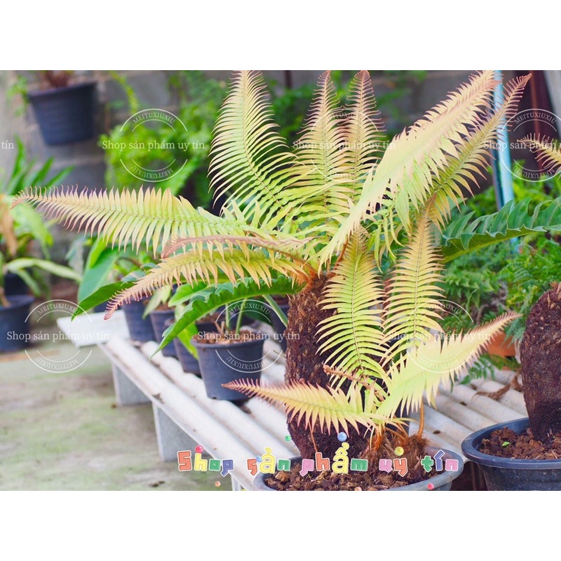 dương xỉ  thân gỗ (cây giống bao sống)