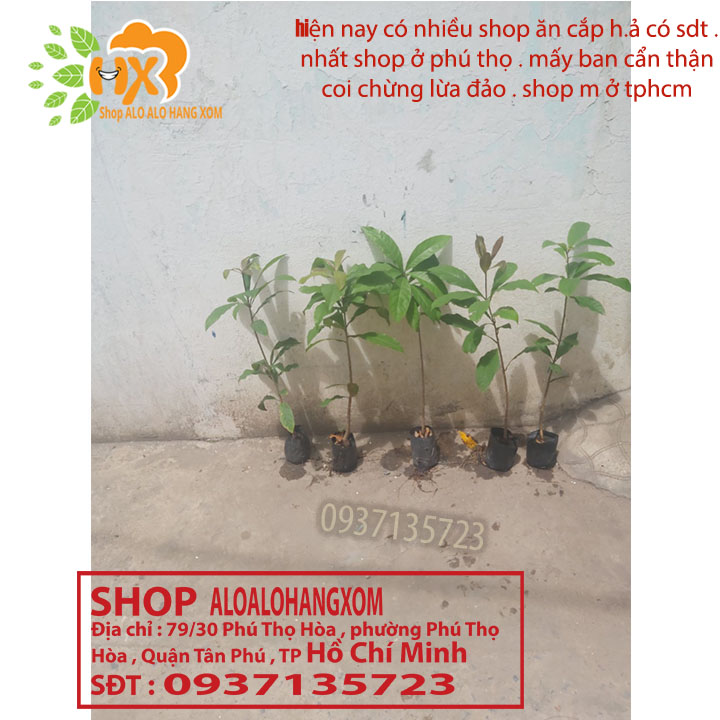 combo 5 cây lộc vừng màu đỏ --cây giống