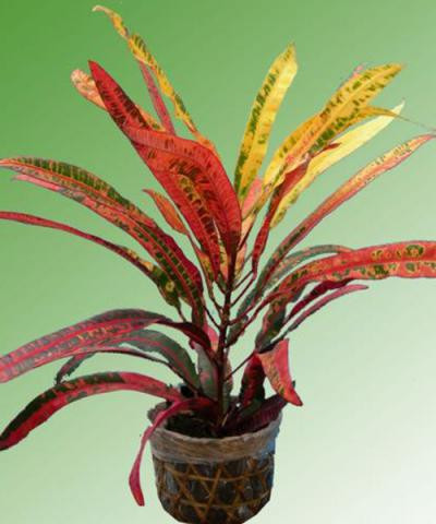 Cây giống cô tòng đuôi lươn (cây lá màu) - CayGiongTot