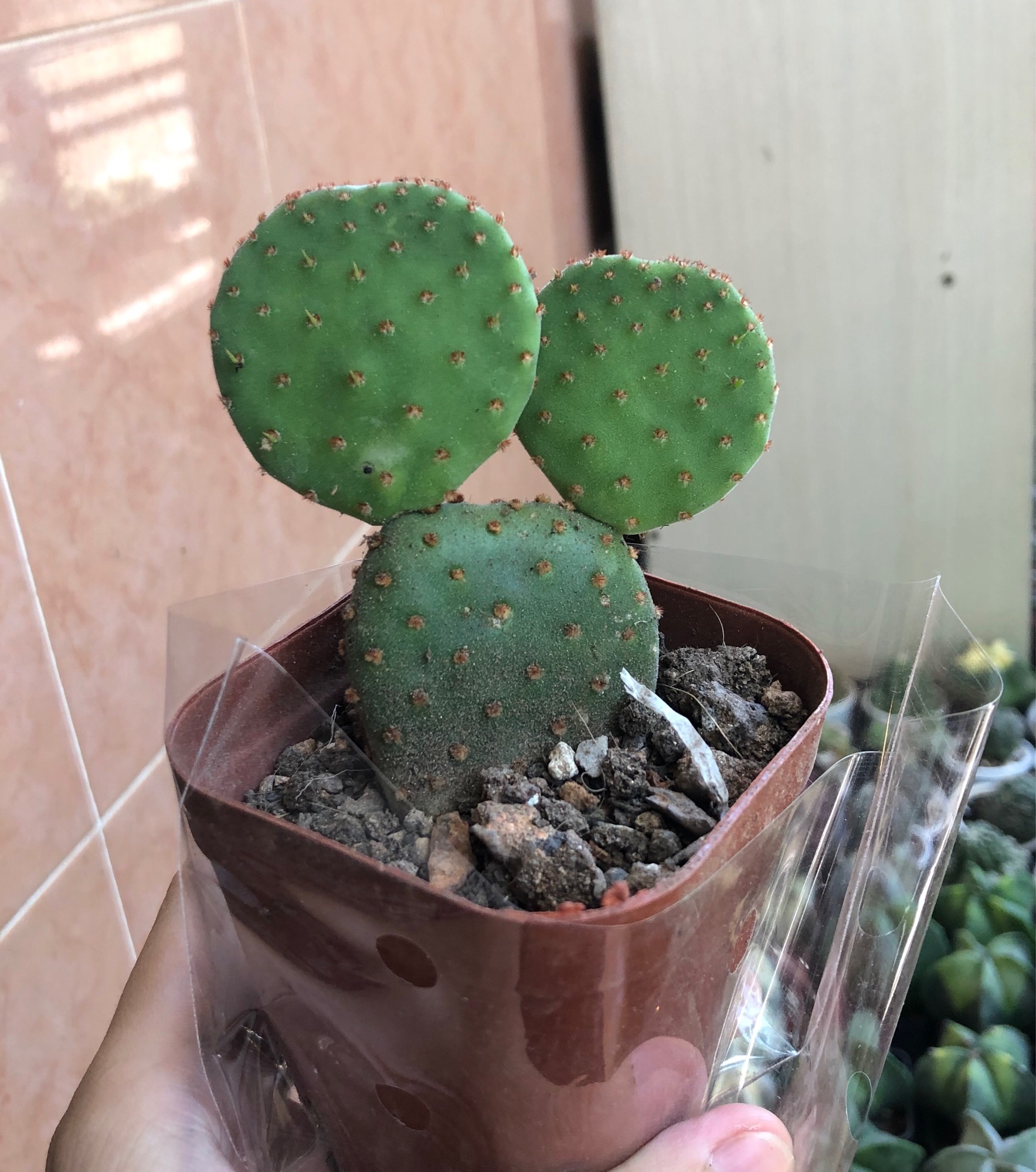 Xương rồng mickey