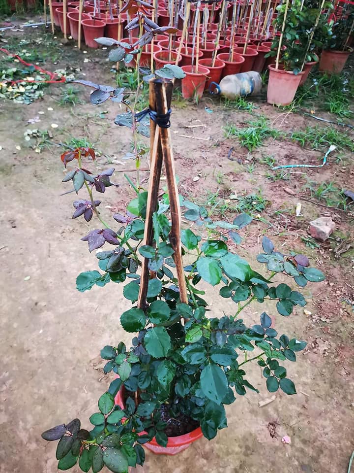 CÂY Hoa hồng điều cổ tặng 2 cây chè xanh