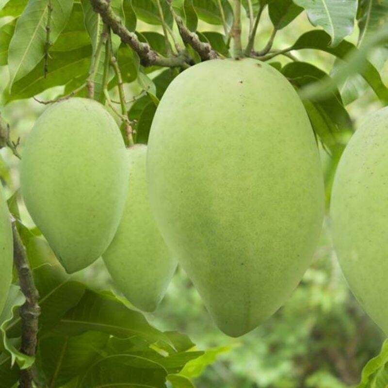 Cây giống XOÀI cát hòa lộc siêu sớm (có thể trồng chậu)