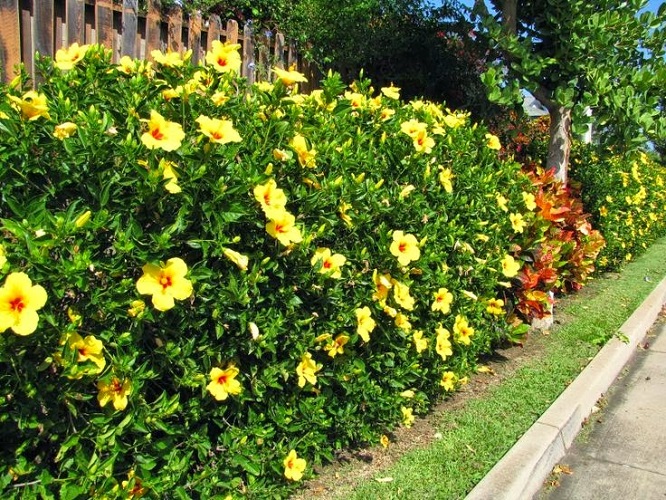 CÂY DÂM BỤT THÁI LAN  ĐỦ MÀU