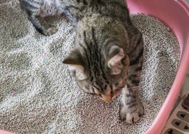 [18L] Cát vệ sinh cho mèo CATLIKE CAT LITTER cao cấp