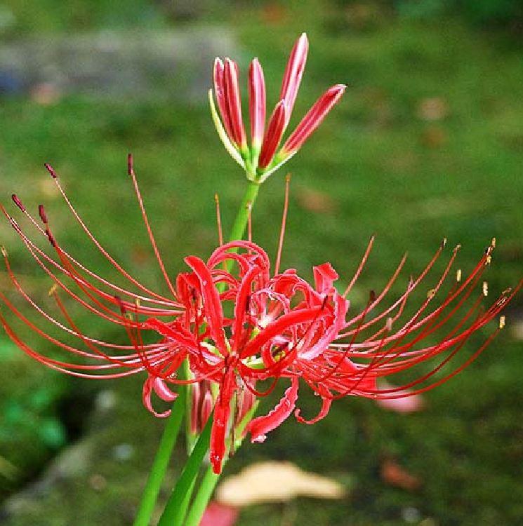 Bộ 5 củ giống hoa bỉ ngạn hoa màu đỏ ( kèm 5 viên nén ươm củ )