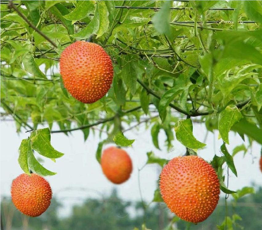 Hạt giống cây gấc cao sản ( 1 gói 10 hạt )