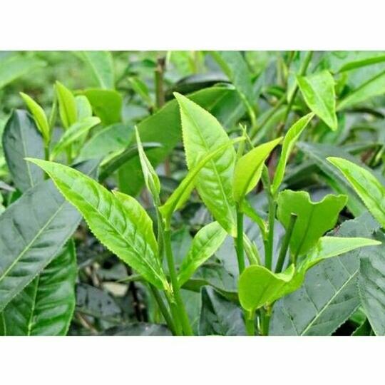 500g trà shan tuyết cây cổ thụ