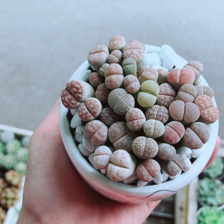 Chậu Cây Thạch Lan (lipthop- hoa sỏi)