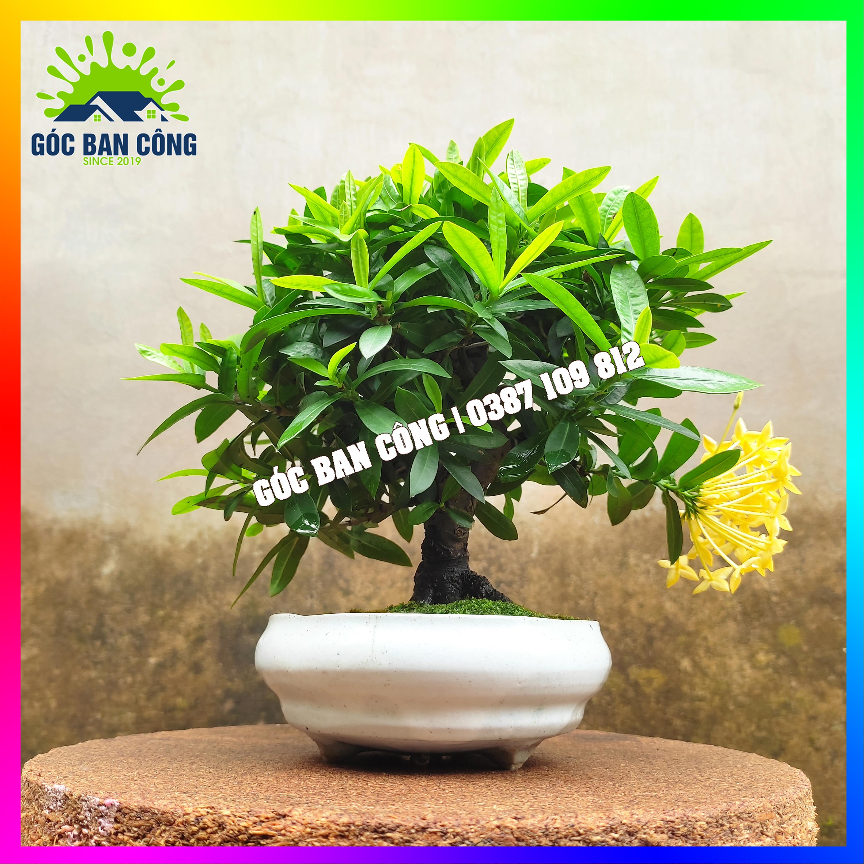 Cây Mẫu Đơn Trang Vàng Bonsai Mini