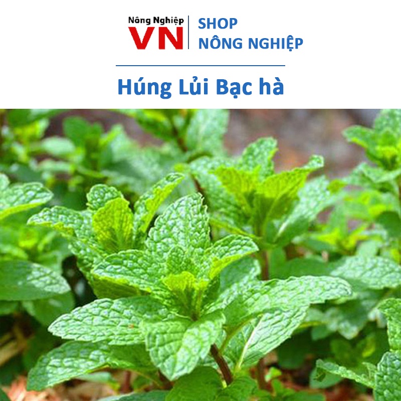 Hạt giống rau húng lủi thơm ngon 0.1gr