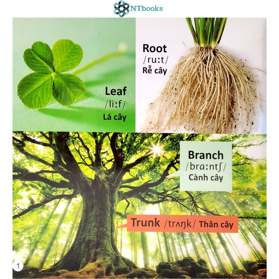 Sách 101 Từ đầu tiên: Thực vật - NTbooks