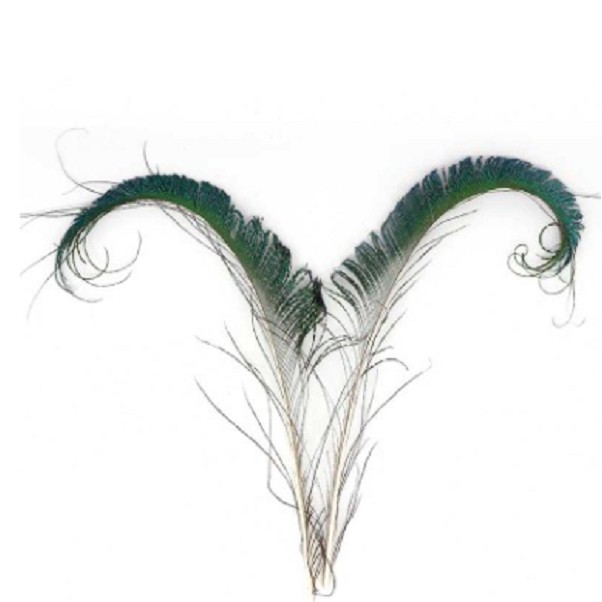 Lông Công RIA 25- 30cm trang trí ,chiêu tài phong thủy (5 lông)