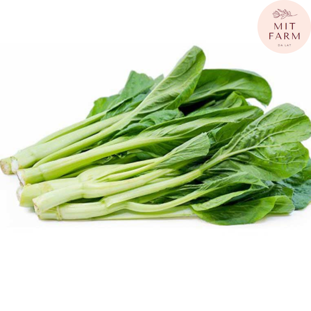Hạt giống cải Ngồng (Cải ngọt bông)