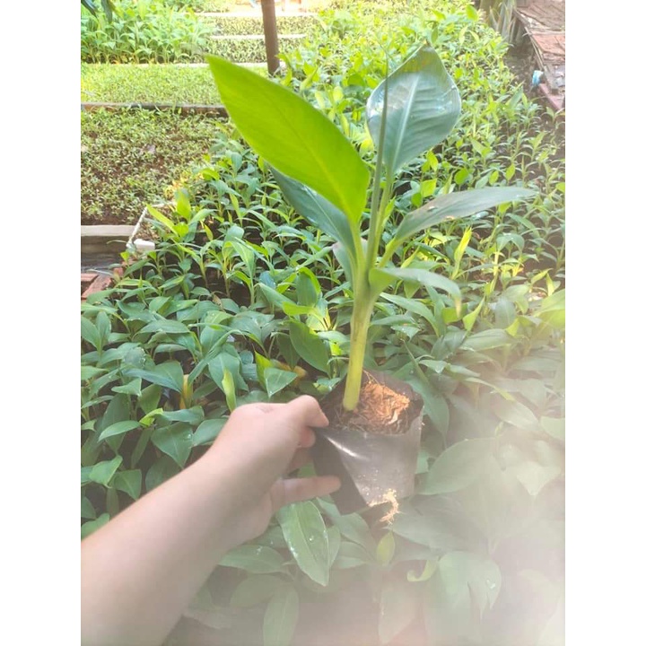 Cây giống chuối tá quạ cấy mô (chuẩn giống - quả siêu to) DSFDSF
