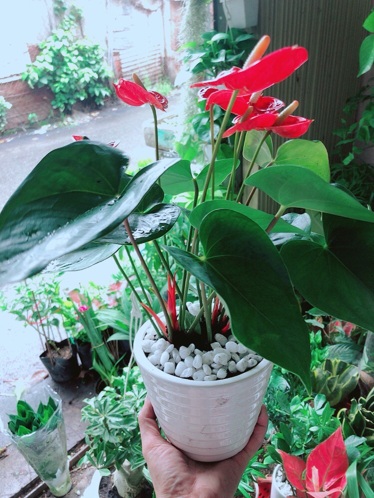 [HCM]Chậu Cây Hồng Môn