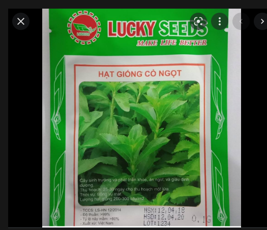Hạt giống cỏ ngọt - Cây giống cỏ ngọt