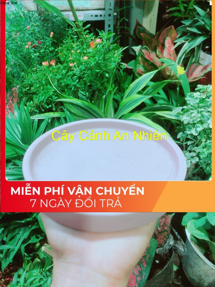 Đĩa lót chậu