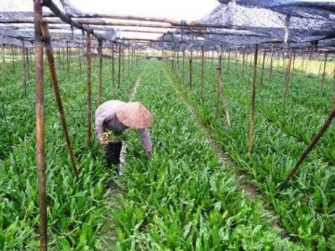 Gói 1g hạt giống ngò gai