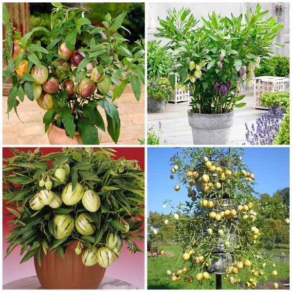 Hạt giống Dưa PEPINO dưa phỉ thúy