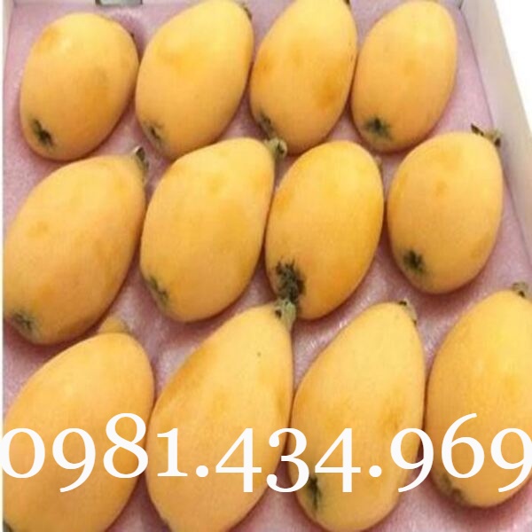 03 Cây BiWa Nhật (Nhót Nhật - Tỳ Bà Diệp) Cao 40cm Sai Quả