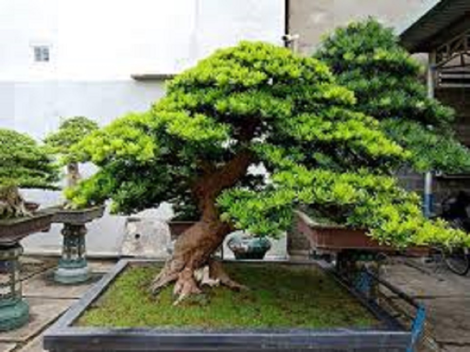 CÂY GIỐNG TÙNG LA HÁN - cao gần 1m