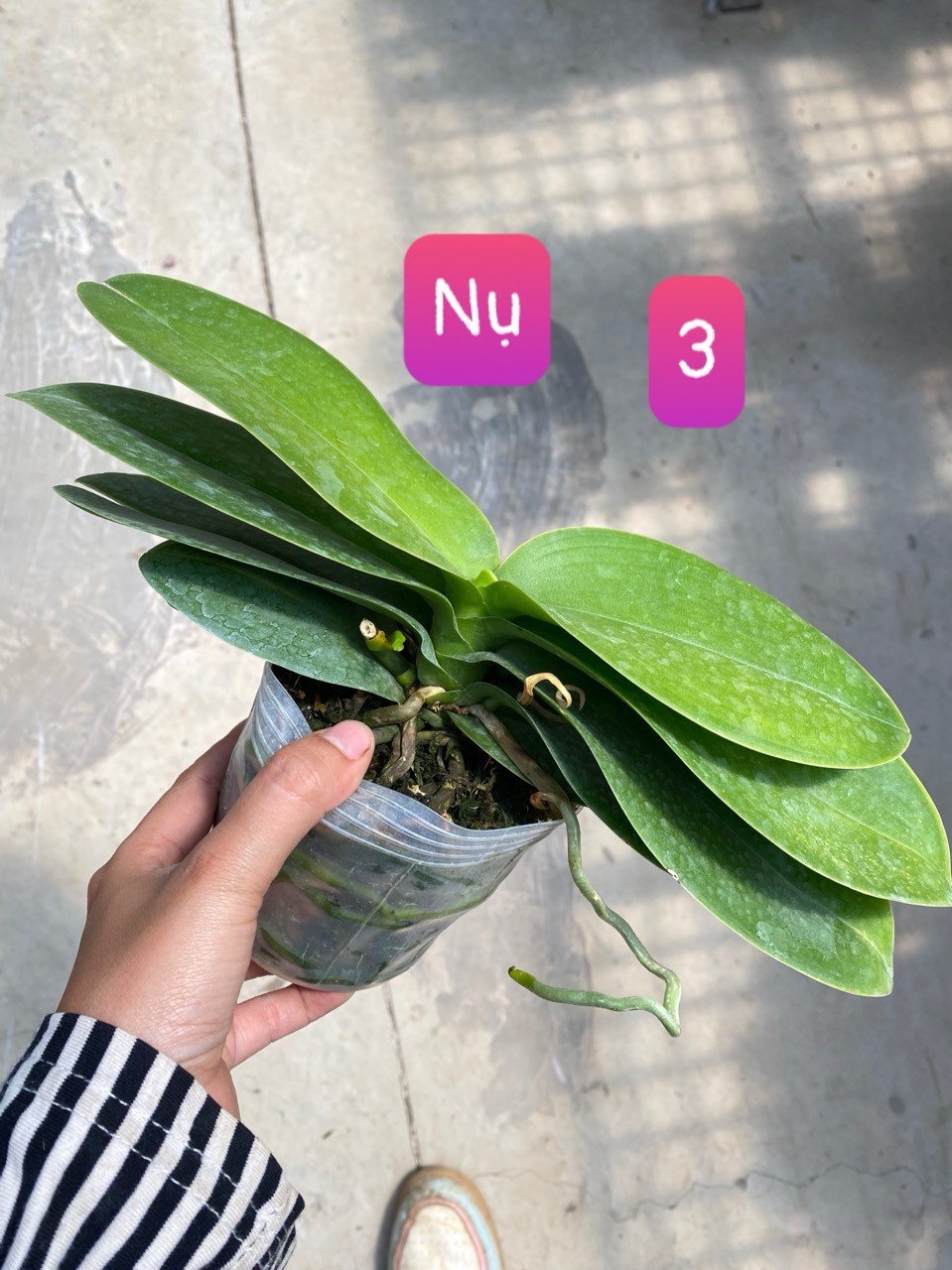Hồ điệp cây trưởng thành sắp hoa