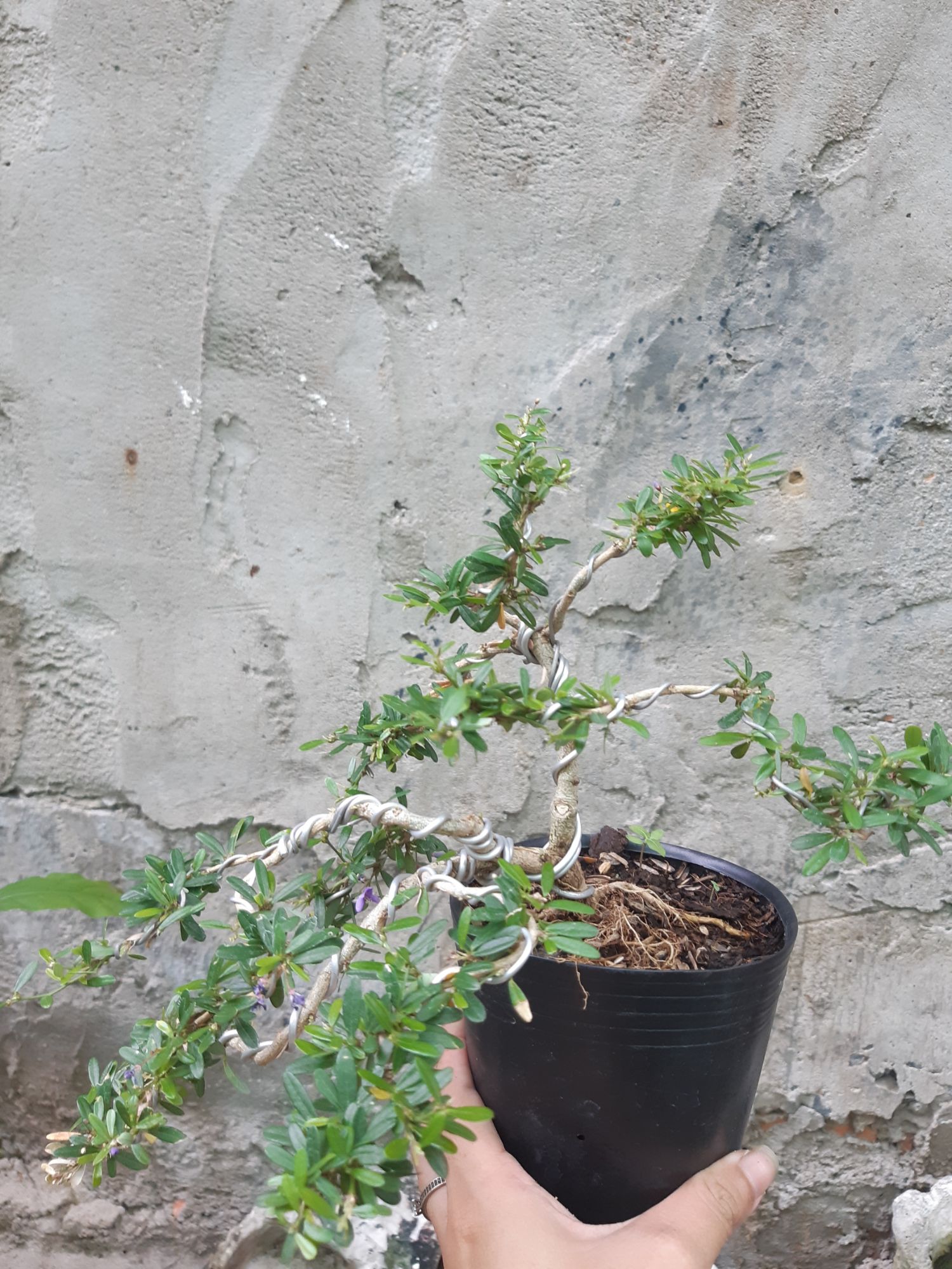 linh sam bonsai mini