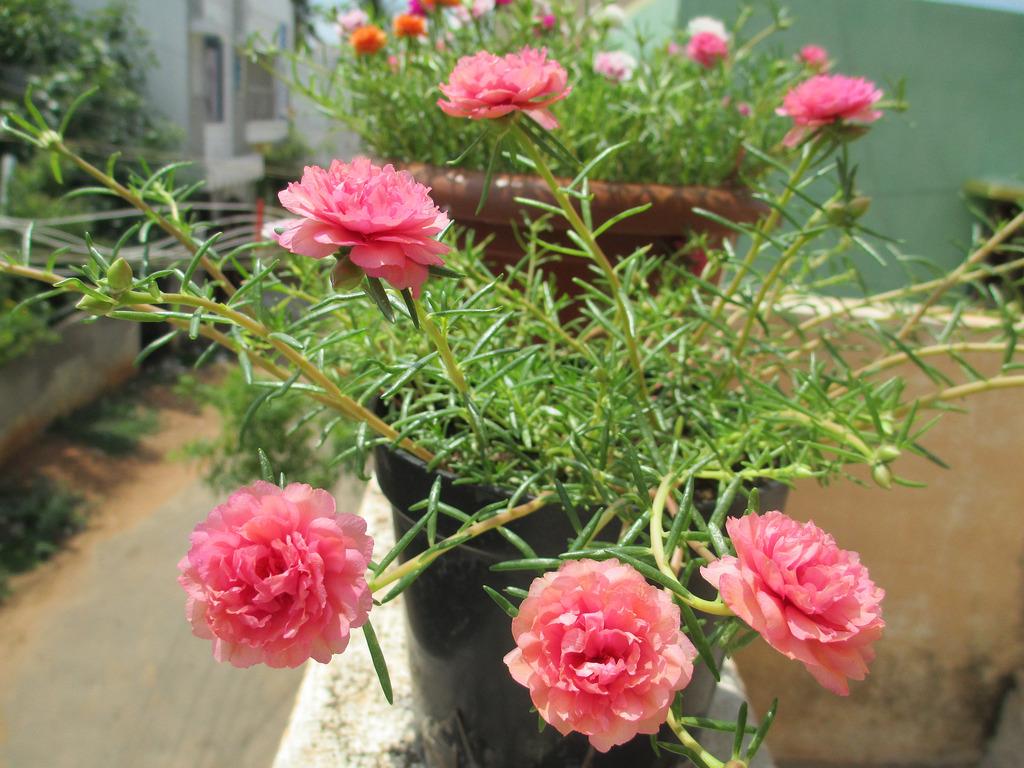 Hoa Mười Giờ - Chậu Hoa Treo