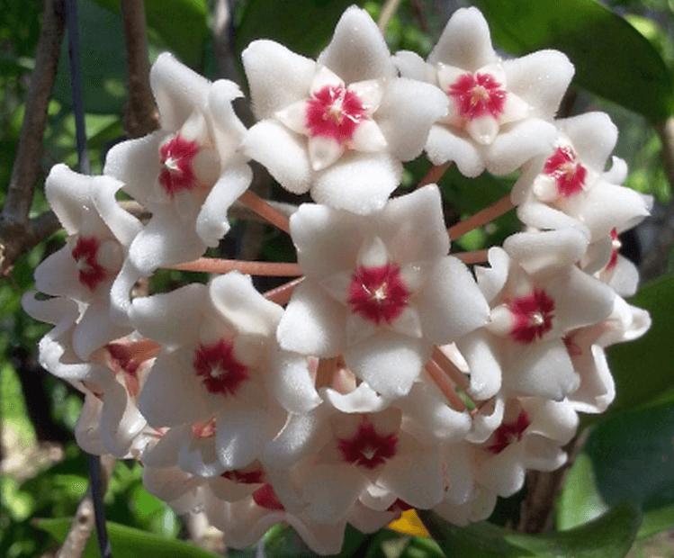 com bo 2 LAN CẦM CÙ ĐỦ MẶT HOA, CÂY TƯƠI ĐẸP GỬI ĐI NGUYÊN BẦU ĐẸP