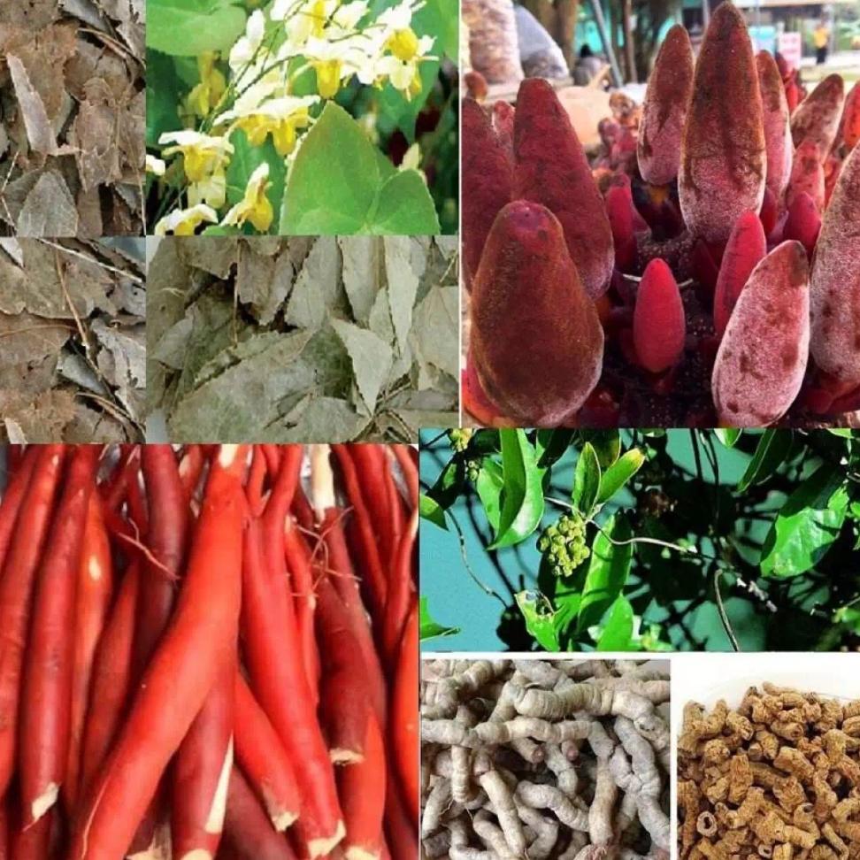 Combo nấm ngọc cẩu, Sâm cau, ba kích, dâm dương tổng 500g