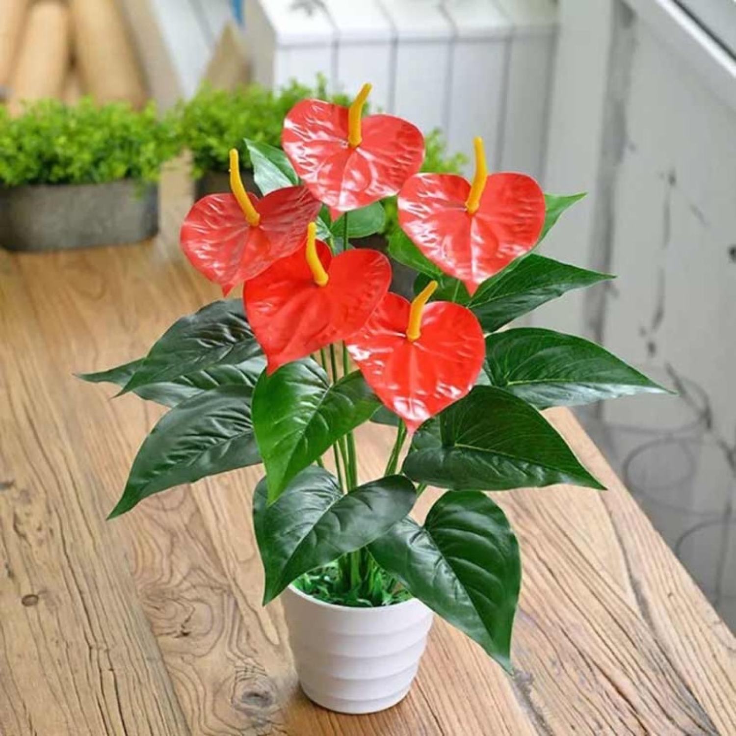Cây hồng môn để bàn