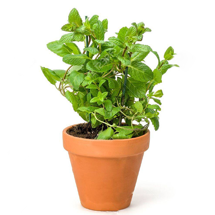Hạt Giống Húng Bạc Hà (Hàng Loại 1)