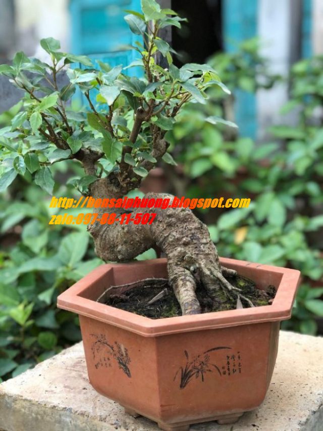 sung bonsai gốc LỚN