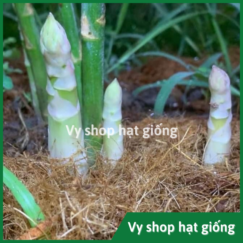 Hạt giống măng tây xanh Thái Lan